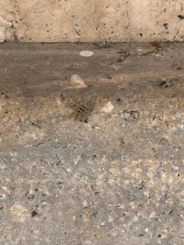 Red-bellied Jumping Spider