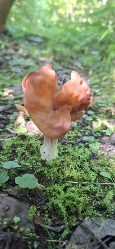 Saddle-shaped False Morel