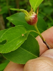 Contarinia cerasiserotinae