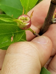 Contarinia cerasiserotinae