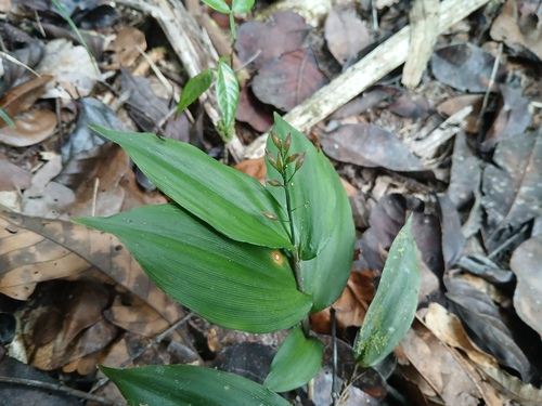 Ichnanthus pallens observed 2026-09-04