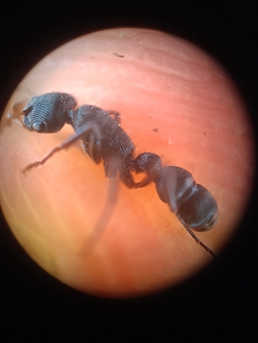 Gnamptogenys ericae