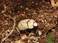 Macropoides crassipes