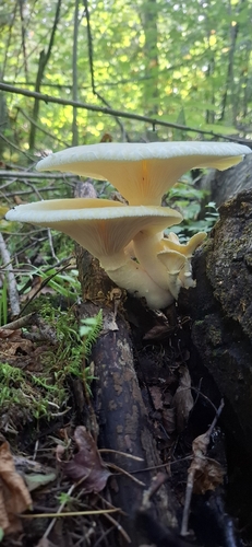 Lynx Paw Oyster