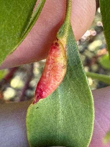 iNaturalist observation photo of Manzanita Leafgall Aphid