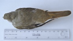 Catharus bicknelli