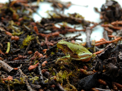Hyla molleri