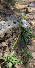 Campanula barbata, photograph (c) Renee Grebe, some rights reserved (CC BY)