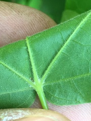 Acer leucoderme
