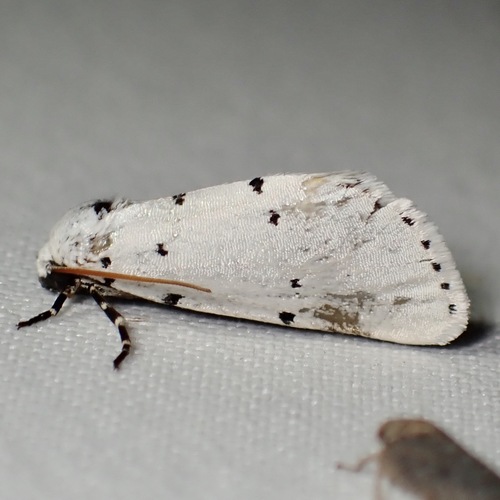 Grotella sampita photo 3