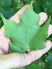 Acer leucoderme