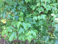 Acer leucoderme