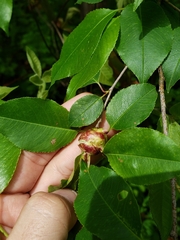 Contarinia cerasiserotinae
