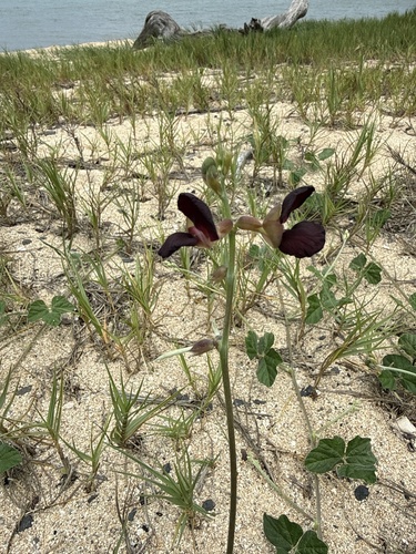 Macroptilium atropurpureum observed 2026-09-06