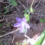 Triodanis perfoliata