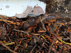 Gryllotalpa vineae