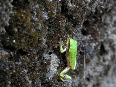 Hyla molleri