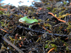 Hyla molleri
