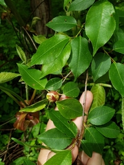Contarinia cerasiserotinae