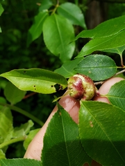 Contarinia cerasiserotinae