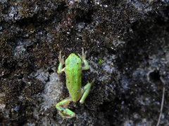 Hyla molleri