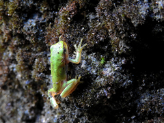 Hyla molleri