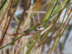 Hyla molleri