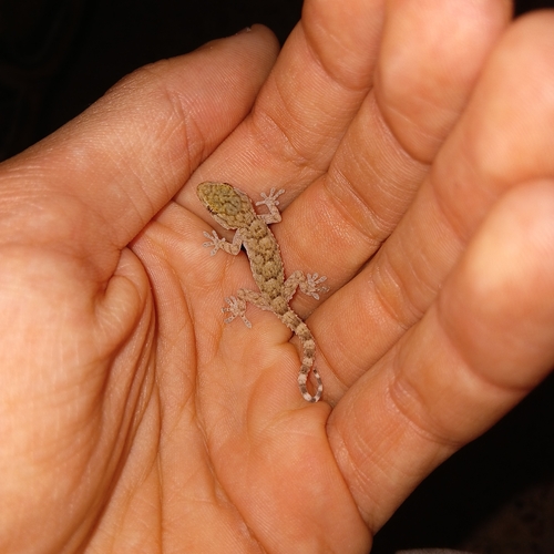 Moorish Gecko