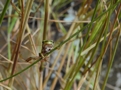 Hyla molleri