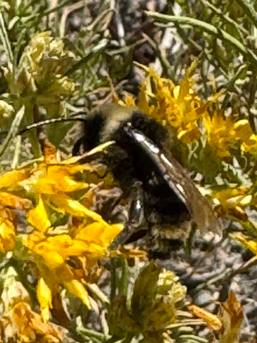 iNaturalist observation photo of Bumble Bees