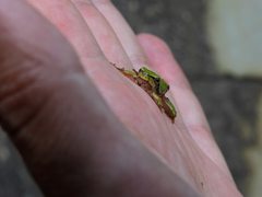 Hyla molleri