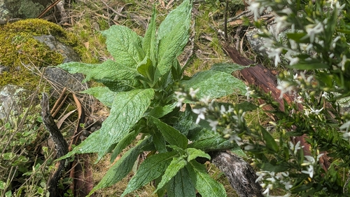 Calomeria amaranthoides, 2026-09-05