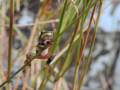 Hyla molleri