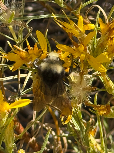iNaturalist observation photo of Pyrobombus