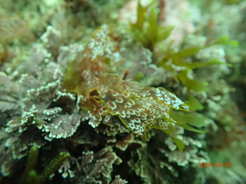 Nitophyllum punctatum observed 2026-09-04