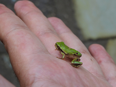 Hyla molleri
