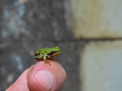 Hyla molleri