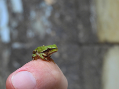 Hyla molleri