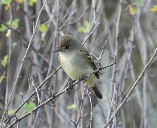 Willow Flycatcher