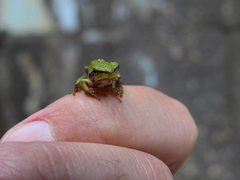 Hyla molleri