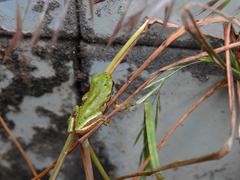 Hyla molleri