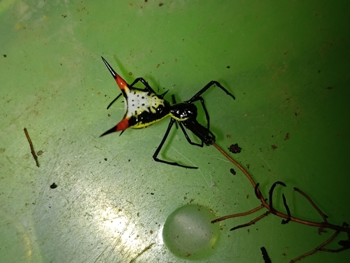 Amazon Thorn Spider