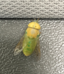 Chlorotabanus crepuscularis