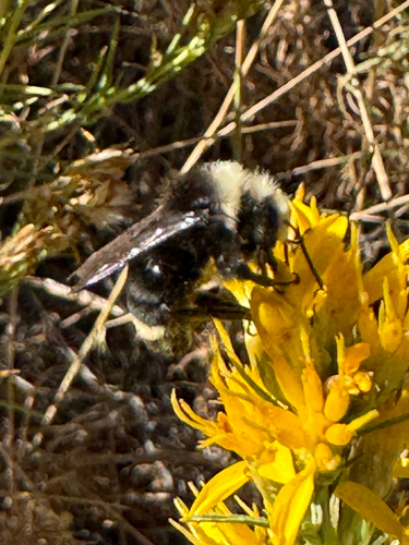 iNaturalist observation photo of Bumble Bees