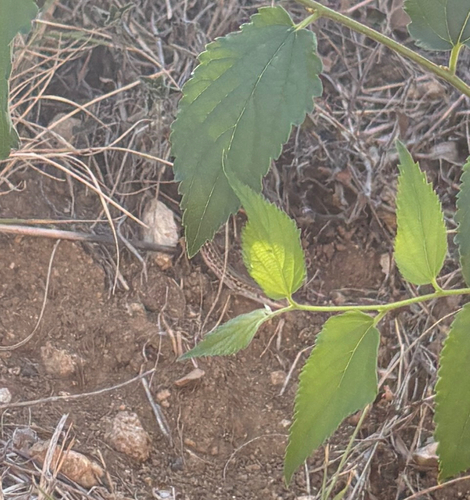Italian Wall Lizard