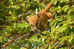 Nasua narica nelsoni