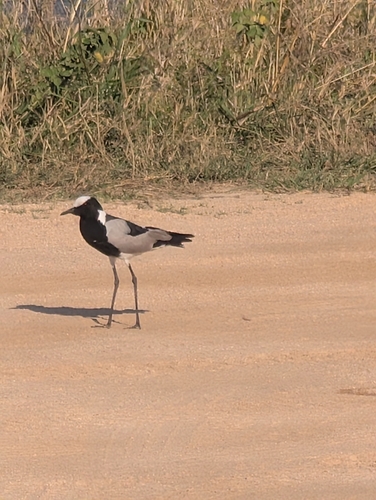 iNaturalist image