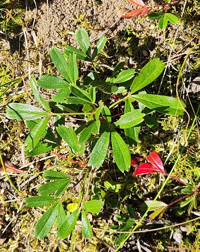three-toothed cinquefoil