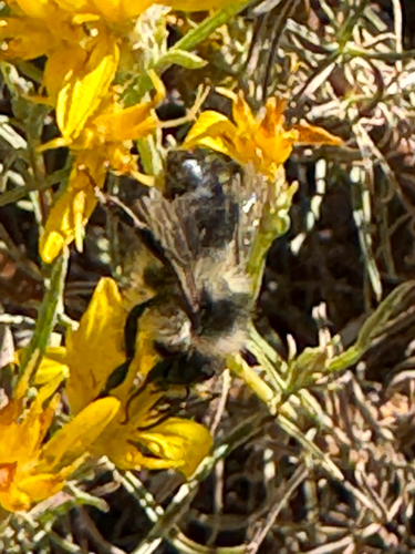 iNaturalist observation photo of Bumble Bees