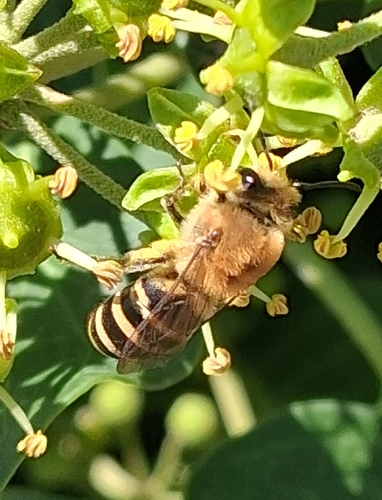 Ivy Cellophane Bee